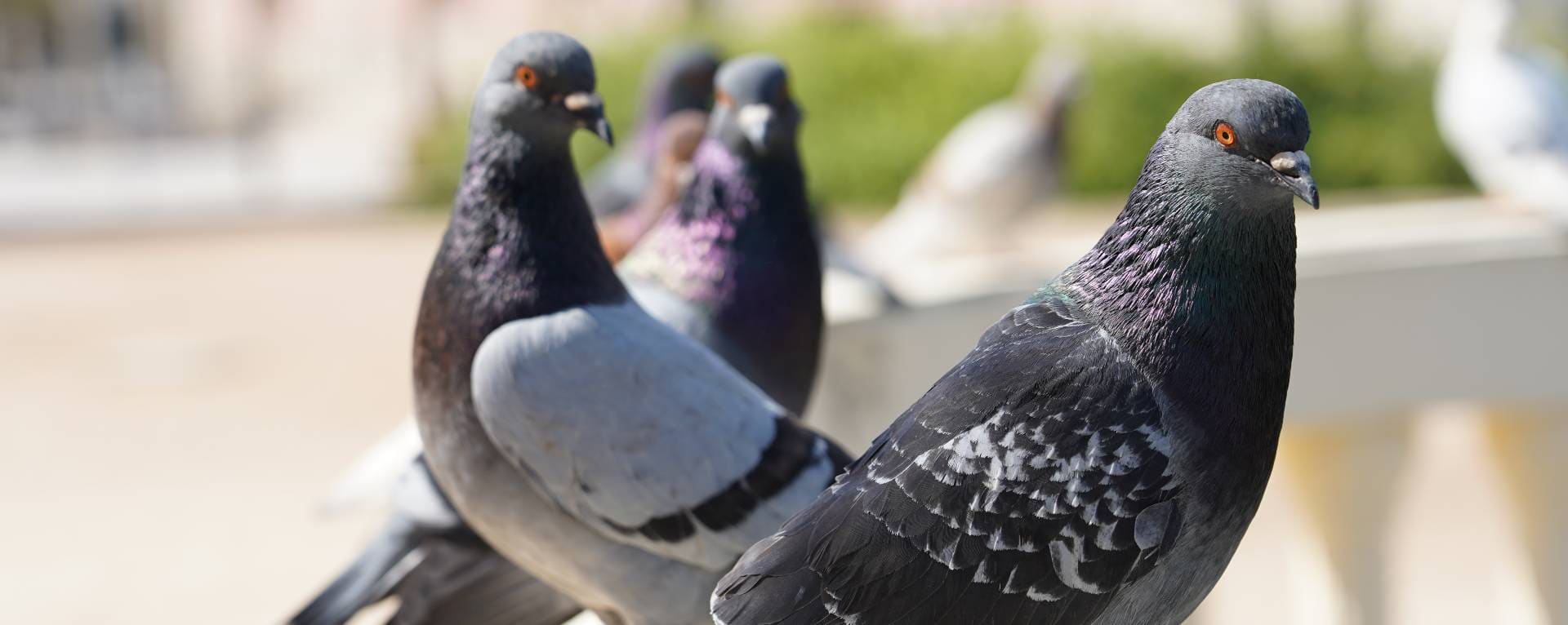 pigeon clean-up service nice france