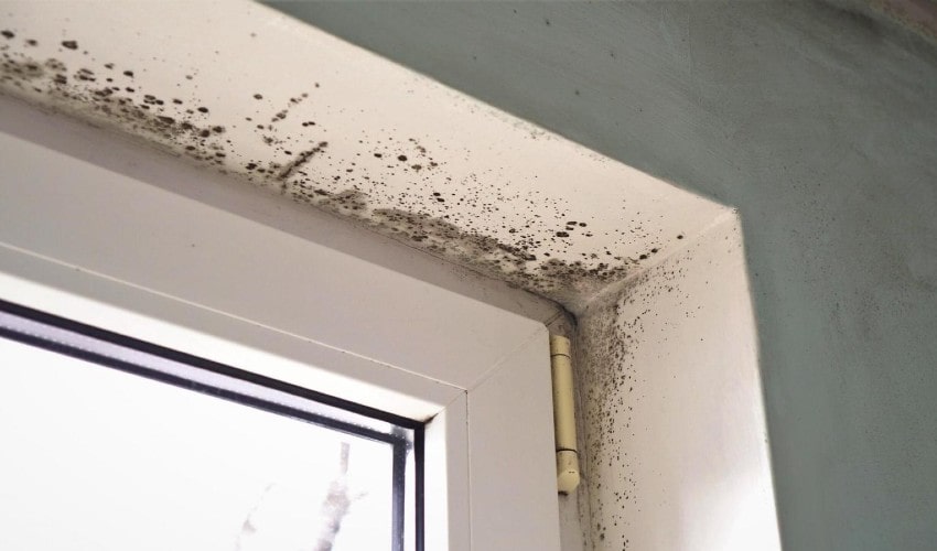 mold around windows