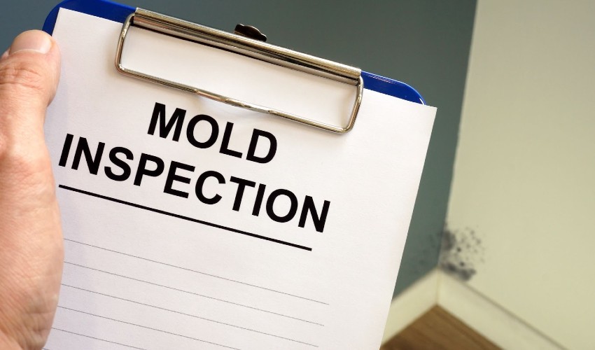 mold inspection