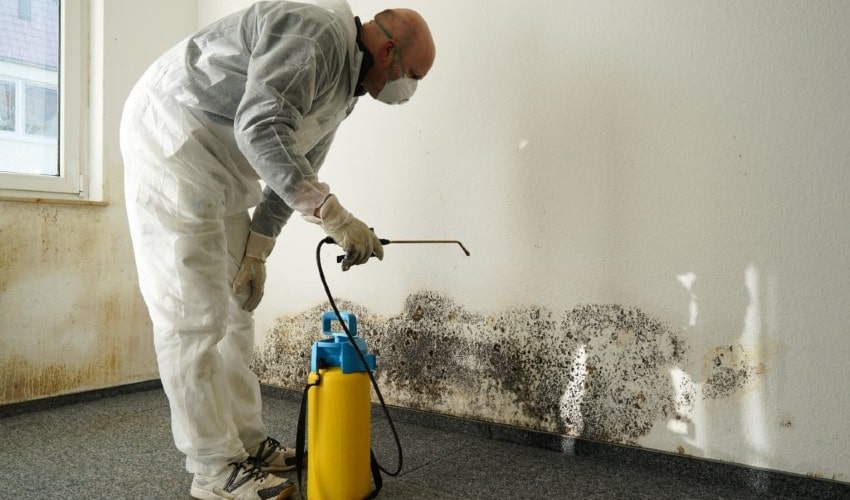 staff removing mold from walls