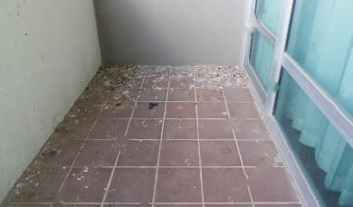 pigeon infestation on balcony